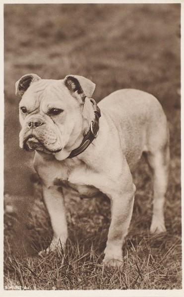 Коллекция из 152 европейских и русских открыток с изображением собак. Лондон, Париж, Вена, Германия, Петербург, [1900-е гг.].