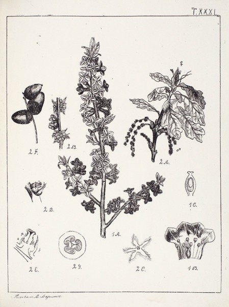 [Литографированное издание. Экз. № 3]. Горожанкин, И.Н. Ботаника / рисунки В. Варлиха. Б.м. [М.]: Рытов, 1877/78.