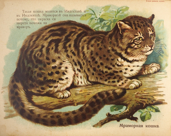 Кошки разных стран. М.: Изд. Т-ва И.Д. Сытина, 1917.