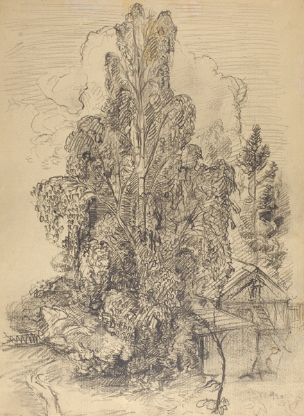 Тарханов Михаил Михайлович (1888–1962) «Дерево». 1928. Бумага, графитный карандаш, 34,8 х 25,7 см.