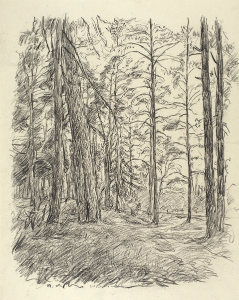 Львов Петр Иванович (1882—1944) «Сосновый лес». 1938. Бумага, итальянский карандаш, 32 х 27 см.