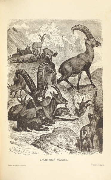 Брихнер, Е.А. Млекопитающие. По Брэму и другим источникам. СПб.: Тип. Акц. Общ. Брокгауз Ефрон, 1906.