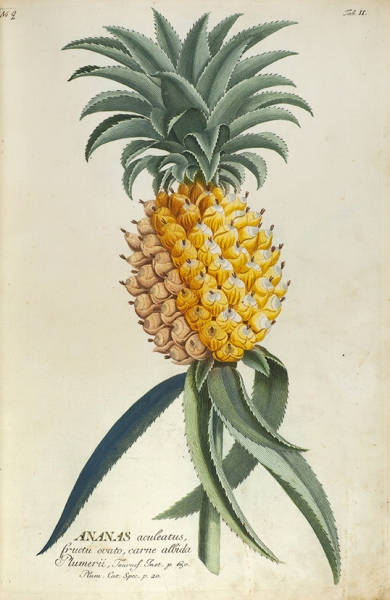 [Из собрания графа С.Д. Шереметева] Эрет, Г.Д. Избранные растения... [Ehret, G. D. Plantae selectae... На лат. яз.]. Амстердам, 1750.
