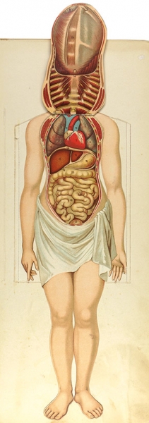 Женщина. Изображение ее тела приблизительно в 1/4 натуральной величины. Анатомическое изображение всех органов. С объяснительным текстом д-ра Мейера в переводе д-ра В.П. Гольдингера. М.: Издание И. Кнебель, 1904.