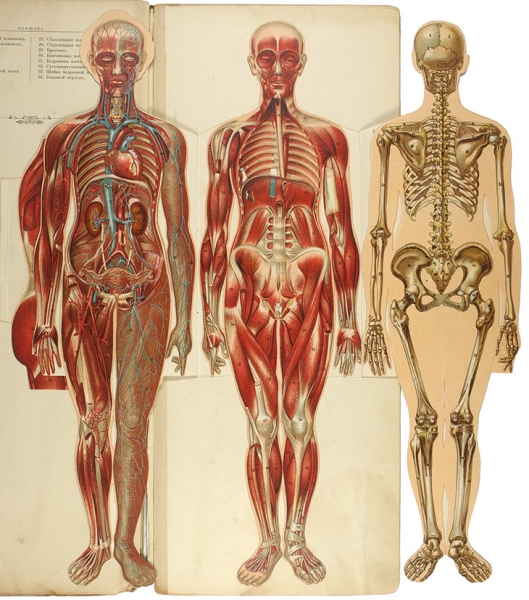 Женщина. Изображение ее тела приблизительно в 1/4 натуральной величины. Анатомическое изображение всех органов. С объяснительным текстом д-ра Мейера в переводе д-ра В.П. Гольдингера. М.: Издание И. Кнебель, 1904.